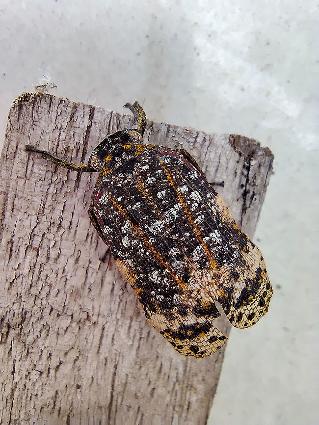 Macro photography eurybrachidae family Location: Bangalore, India<br />
<br />
Amazing camouflage, tiny lil bug. Found on a leaf in my home garden. <br />
Can anyone help with the full name?  Bangalore,Eurybrachidae,Geotagged,India,Macro,entomology,macro photography