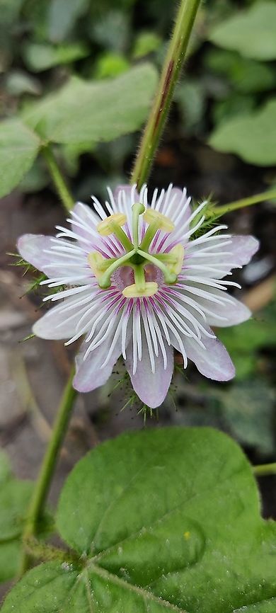Passiflora foetida (stinking passionflower) Location: Bangalore, India<br />
Phone Macrophotography!  Geotagged,India,Macro,Passiflora foetida,Spring,Stinking Passionflower,Wildflowers,flower