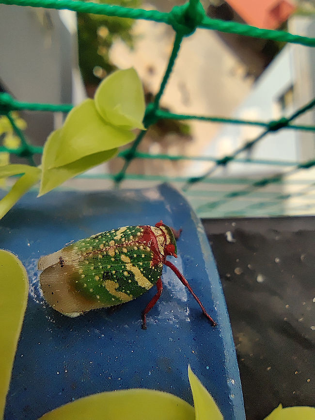 Eurybrachis Tomentosa Macrophotography Pretty lil thing!  Bangalore,Eurybrachys tomentosa,India,Macro,entomology