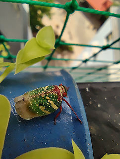 Eurybrachis Tomentosa Macrophotography Pretty lil thing!  Bangalore,Eurybrachys tomentosa,India,Macro,entomology