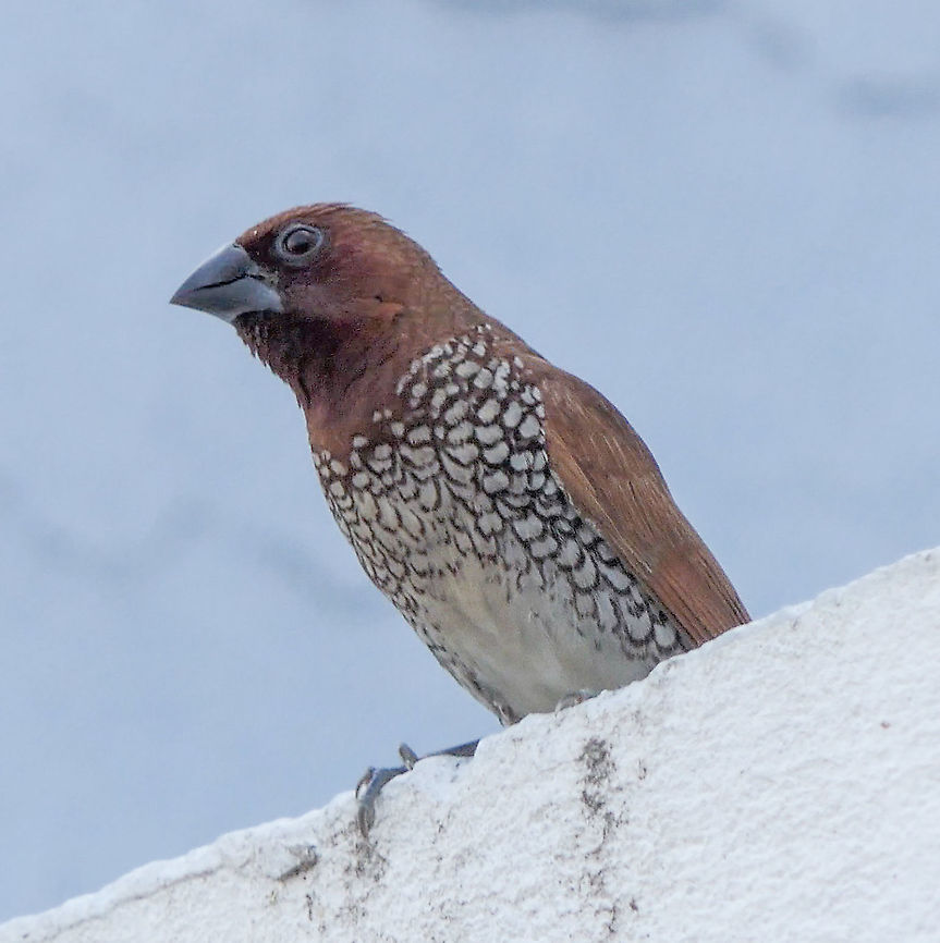 Scaly Breasted Munia! House guest!  Bangalore,Birds,India,Ornithology,Scaly-breasted Munia,urban wildlife