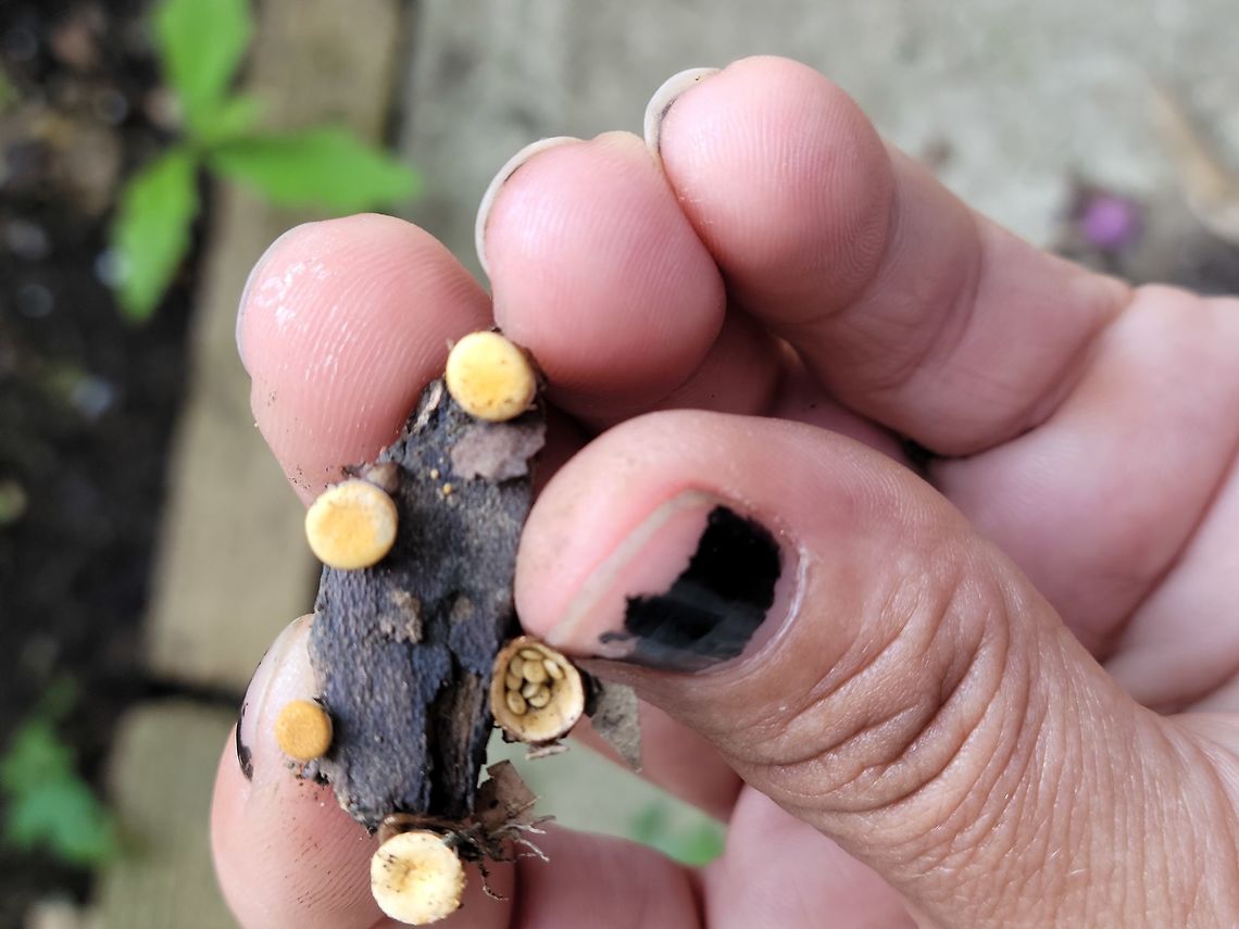 16241369527661047464909433229686 Anyone know what this is Crucibulum laeve,Geotagged,Spring,United States