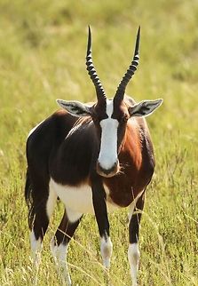 Blesbok  Blesbok or blesbuck,Bontebok,Damaliscus pygargus,Damaliscus pygargus phillipsi,Geotagged,South Africa,Summer,mammals