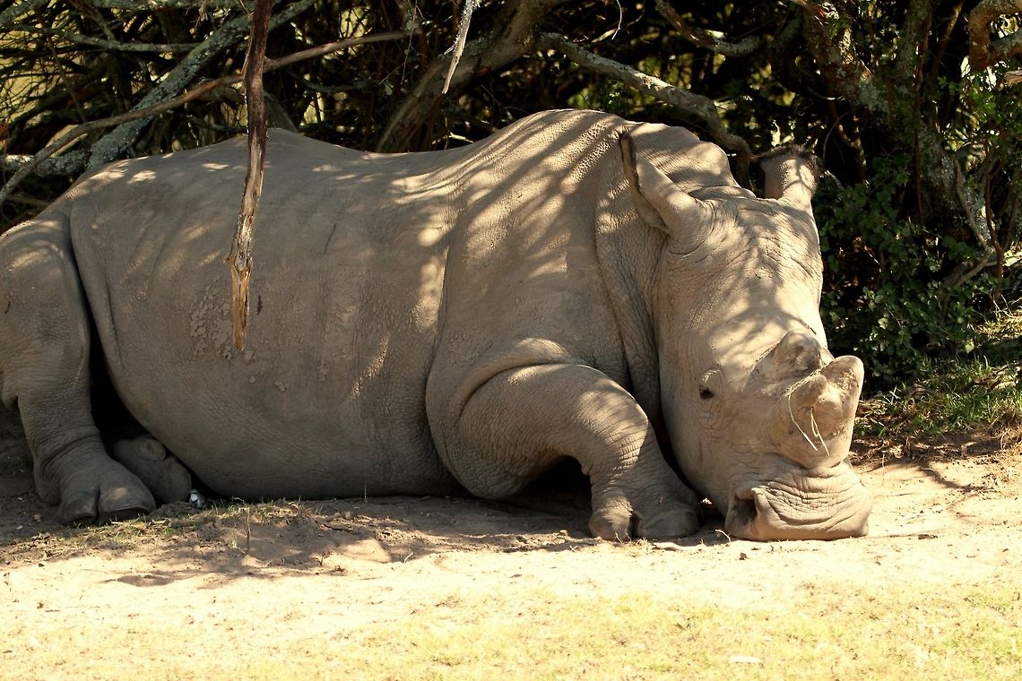 White rhino Over a hundred killed for their horns in South Africa this year already. At this reserve they remove the horns on all their rhinos in an effort to keep them safe. So sad.<br />
Note the little wagtail just between his rear foot and belly! Ceratotherium simum,Geotagged,South Africa,Summer,White rhinoceros,mammals