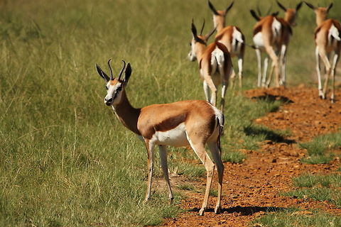 Springbok  Antidorcas marsupialis,Geotagged,Mammals,South Africa,Springbok,Summer