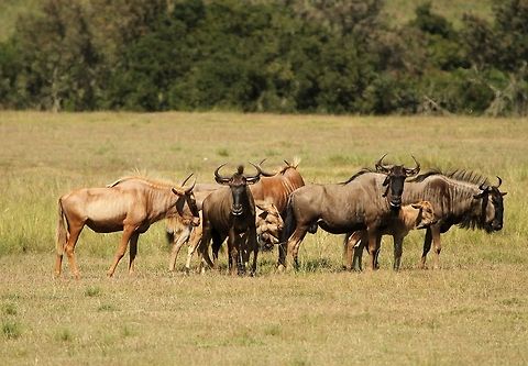 Blue and Gold Wildebeast  Blue wildebeest,Connochaetes taurinus,Geotagged,South Africa,Summer,mammals