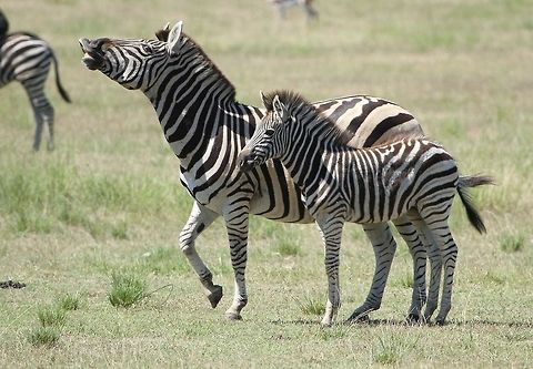 Zebra with young  Equus quagga,Geotagged,Plains zebra,South Africa,Summer,mammals