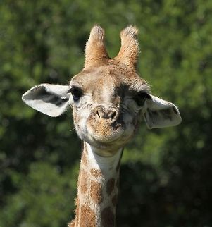 Funny face! Every time I look at this photo...I have to laugh! Geotagged,Giraffa camelopardalis,Giraffa camelopardalis tippelskirchi,Giraffe,Maasai Giraffe,South Africa,Summer