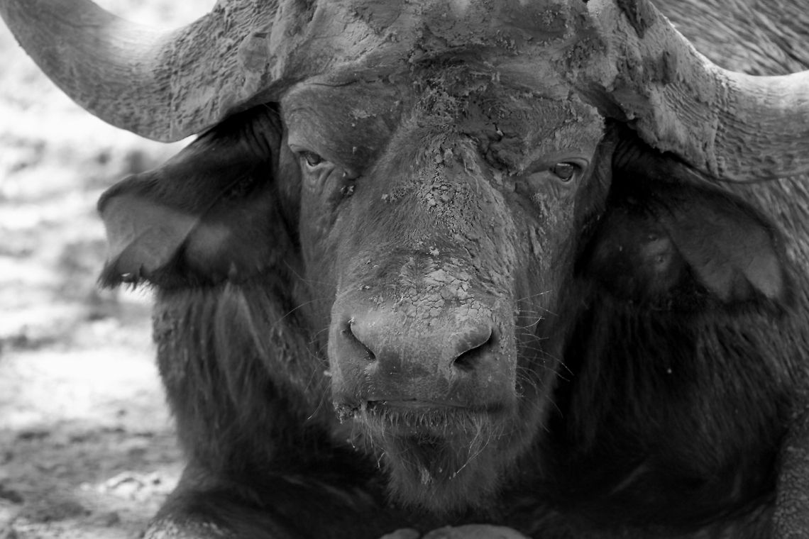 Buffalo  African buffalo,Geotagged,South Africa,Summer,Syncerus caffer,mammals