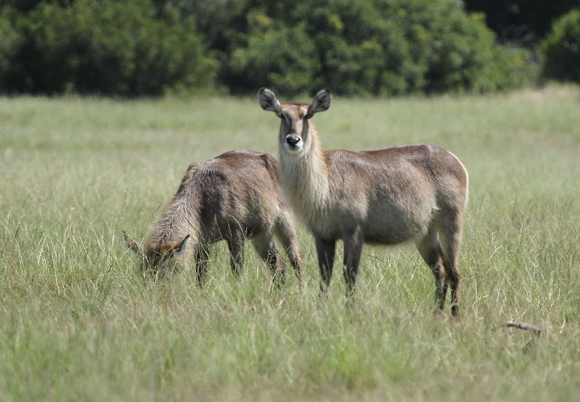 Female waterbuck  Geotagged,Kobus ellipsiprymnus,South Africa,Summer,Waterbuck