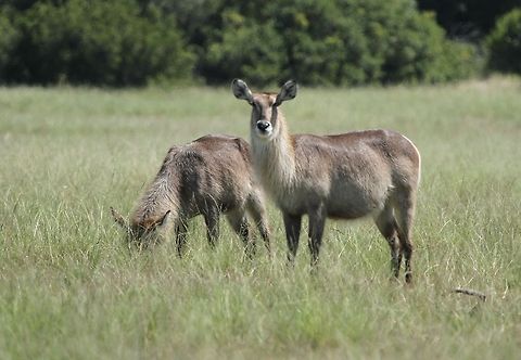 Female waterbuck  Geotagged,Kobus ellipsiprymnus,South Africa,Summer,Waterbuck