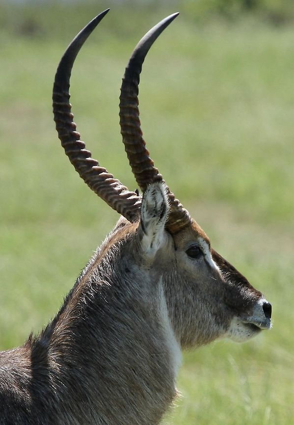 Male waterbuck  Geotagged,Kobus ellipsiprymnus,South Africa,Summer,Waterbuck