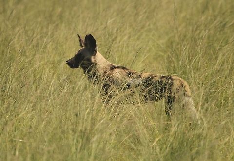 African wild dog  African wild dog,Geotagged,Lycaon pictus,South Africa,Summer