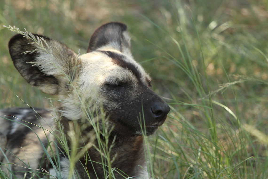 African wild dog  African wild dog,Geotagged,Lycaon pictus,South Africa,Summer