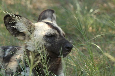 African wild dog  African wild dog,Geotagged,Lycaon pictus,South Africa,Summer