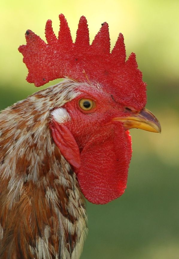 Rooster  Chicken,Domestic Chicken,Gallus gallus,Gallus gallus var. domesticus,Geotagged,South Africa,Summer