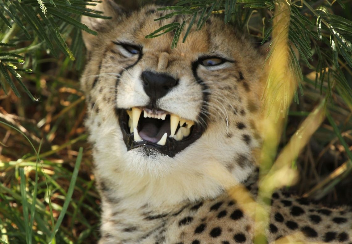 Don't mess with me! Looks like a scary face but actually he was just about to yawn! Acinonyx jubatus,Cheetah,Geotagged,South Africa,Summer