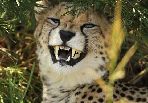 Don't mess with me! Looks like a scary face but actually he was just about to yawn! Acinonyx jubatus,Cheetah,Geotagged,South Africa,Summer