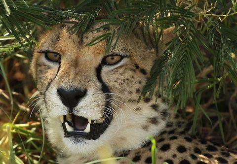 Cheetah  Acinonyx jubatus,Cheetah,Geotagged,South Africa,Summer