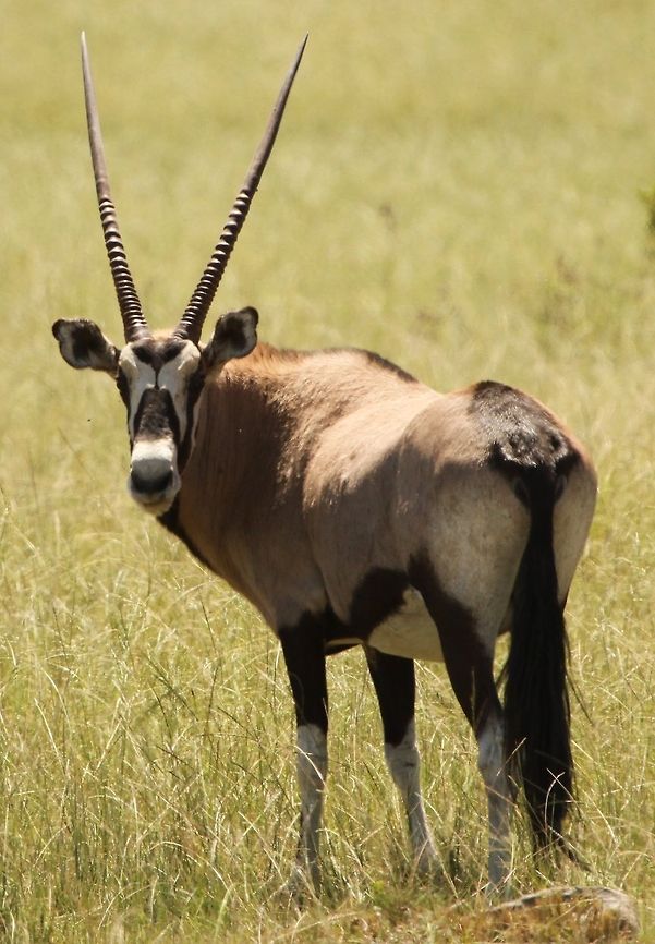 Gemsbok I think this has to be the most impressive of all the ungulates Gemsbok,Geotagged,Oryx gazella,South Africa,Summer