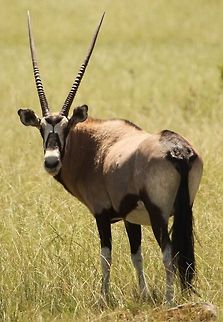 Gemsbok I think this has to be the most impressive of all the ungulates Gemsbok,Geotagged,Oryx gazella,South Africa,Summer