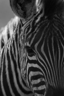 Young Zebra  Equus quagga,Geotagged,Plains zebra,South Africa,Summer