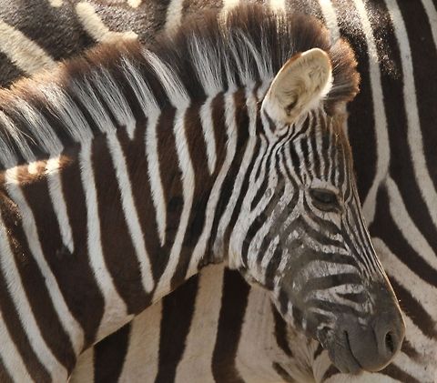 Young Zebra  Equus quagga,Geotagged,Plains zebra,South Africa,Summer,Swaziland
