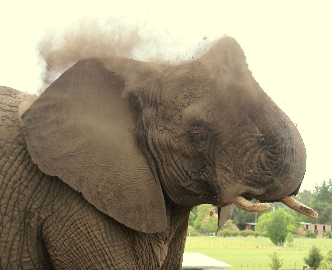 Dust bath Sadly this is one of the few remaining Knysna Elephants, the most southerly species of elephant.  Habitat destruction being the major factor in their demise, the remaining elephants now have to live in a sanctuary for their own safety and wellbeing. African bush elephant,Geotagged,Loxodonta africana,South Africa,Summer