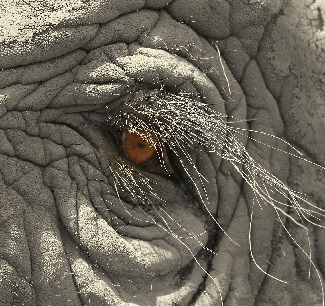 Knysna Elephant eye What some women would do to have eyelashes like this!<br />
 African bush elephant,Geotagged,Loxodonta africana,South Africa,Summer