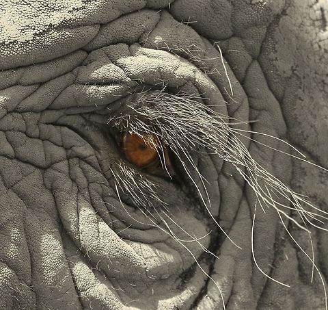 Knysna Elephant eye What some women would do to have eyelashes like this!
 African bush elephant,Geotagged,Loxodonta africana,South Africa,Summer