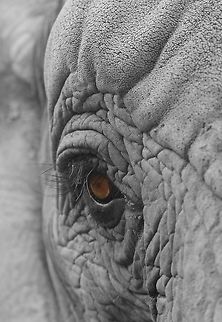 Elephant eye detail  African bush elephant,Geotagged,Loxodonta africana,South Africa,Summer