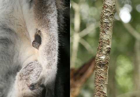Lemur Scent Marking With so many photos of the ever popular 'King Julian' you may find this interesting...
Lemurs, being prosimians (meaning pre-monkey) rely heavily on scent as opposed to monkeys and apes who have excellent eye sight. The ring-tailed lemur as part of their daily routine scent mark particular trees and bushes Geotagged,Lemur catta,Ring-tailed lemur,South Africa,Summer,madagascar,prosimians