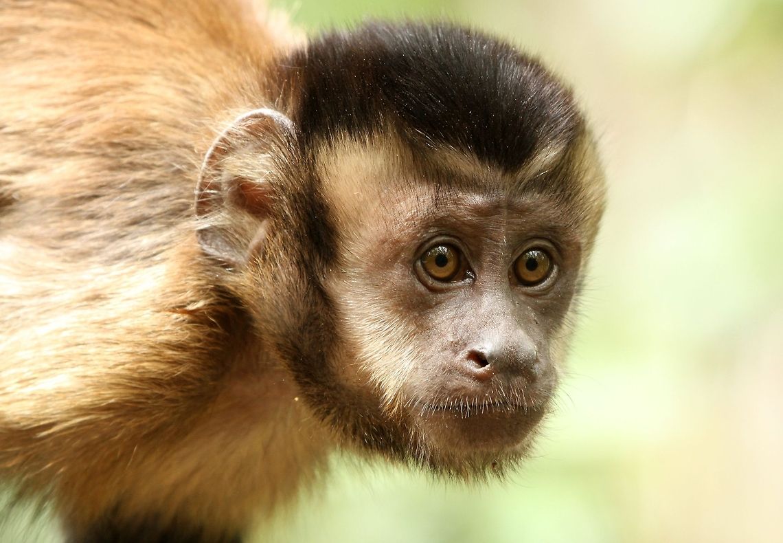 Capuchin  Cebus apella,Geotagged,Sapajus apella,South Africa,Summer,Tufted capuchin,mammals,primates,south america