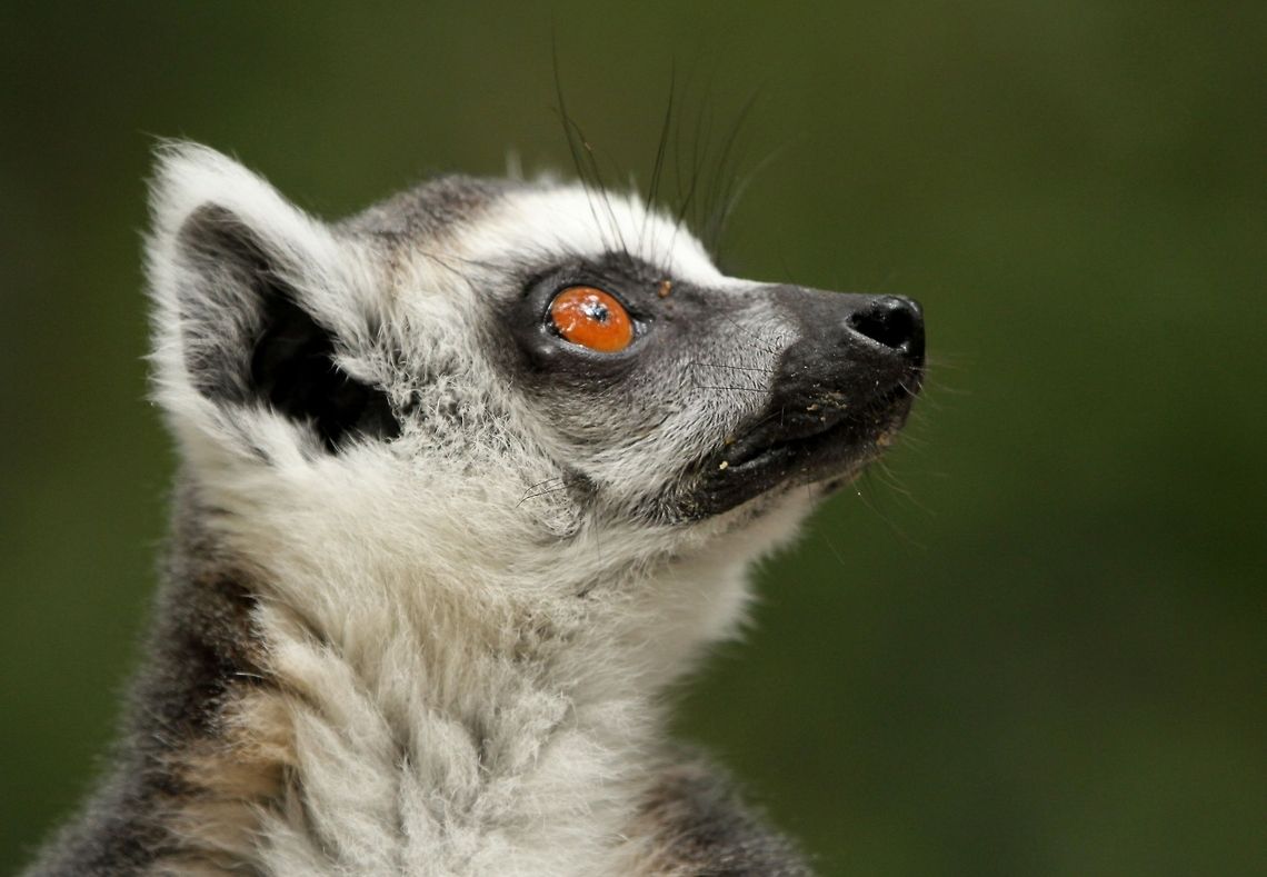 The ubiquitous King Julian!  Geotagged,Lemur catta,Ring-tailed lemur,South Africa,Summer,madagascar,prosimians