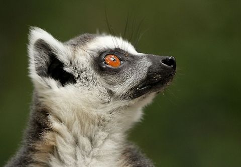 The ubiquitous King Julian!  Geotagged,Lemur catta,Ring-tailed lemur,South Africa,Summer,madagascar,prosimians