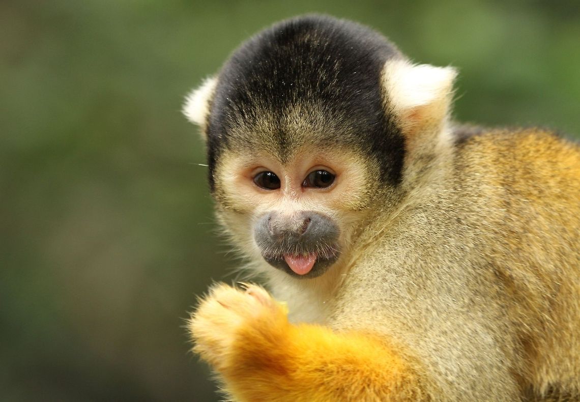 Squirrel Monkey  Black-capped squirrel monkey,Geotagged,Saimiri boliviensis,South Africa,Summer,mammals,primates,south america