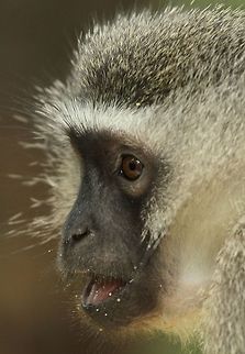 Vervet Monkey  Chlorocebus pygerythrus,Geotagged,South Africa,Summer,Vervet monkey,mammals,primates,south africa
