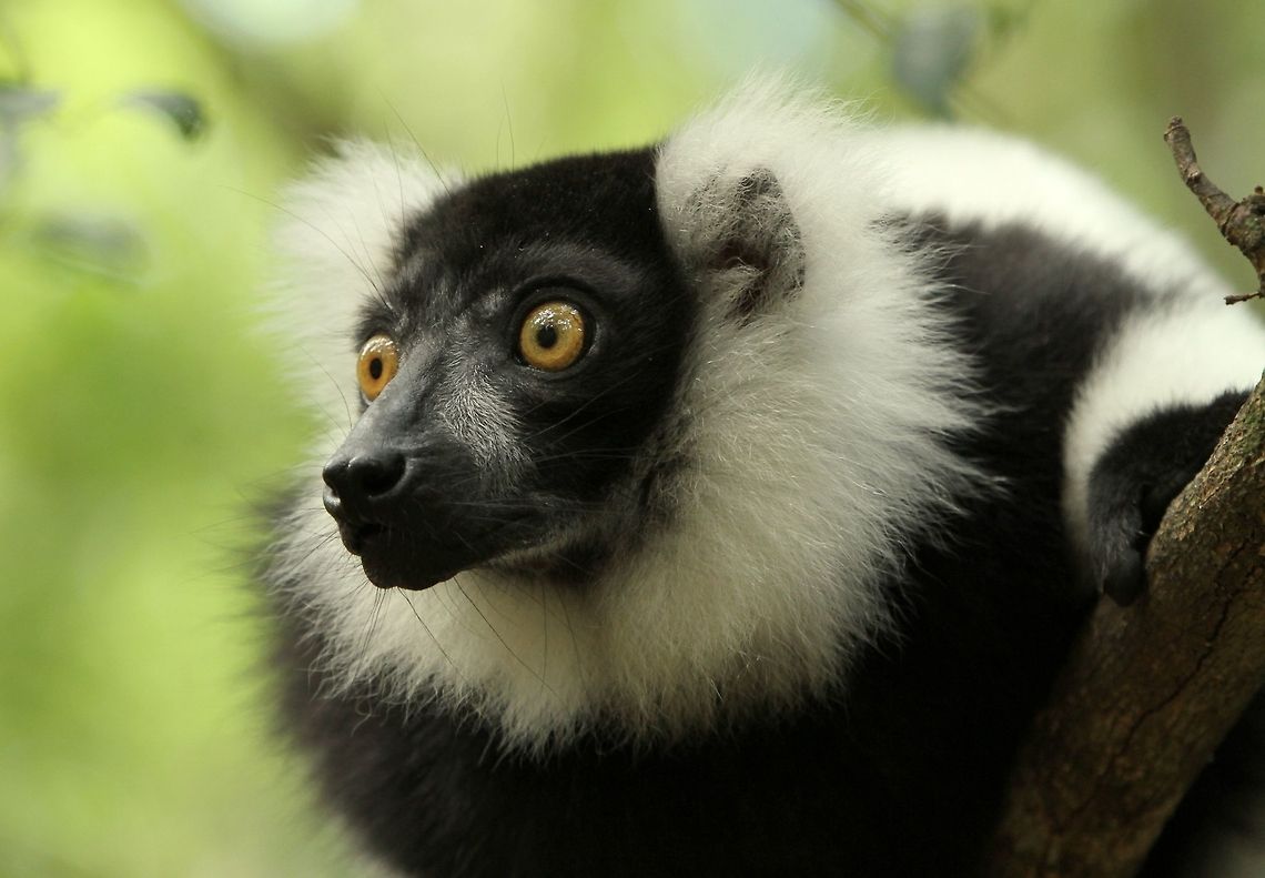 Ruffed lemur  Black-and-white ruffed lemur,Geotagged,South Africa,Summer,Varecia variegata,madagascar,prosimians