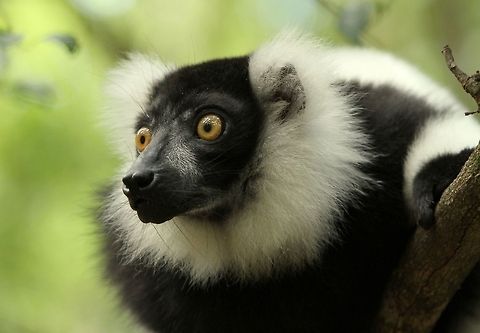 Ruffed lemur  Black-and-white ruffed lemur,Geotagged,South Africa,Summer,Varecia variegata,madagascar,prosimians