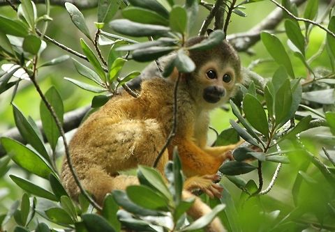 Baby squirrel monkey  Black-capped squirrel monkey,Geotagged,Saimiri boliviensis,South Africa,Summer,primates,south america