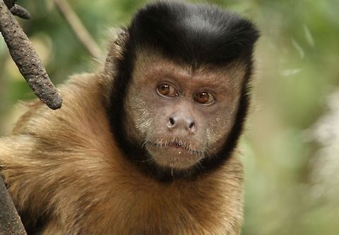 Capuchin  Cebus apella,Geotagged,Sapajus apella,South Africa,Summer,Tufted capuchin,monkeys,primates,south america