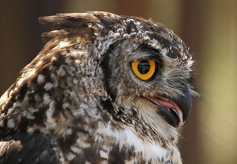 Eagle Owl  Bubo africanus,Geotagged,South Africa,Spotted Eagle-Owl,Summer,birds,raptors,south africa