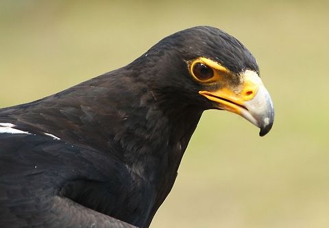 Verreaux's Eagle  Aquila verreauxii,Geotagged,South Africa,Summer,Verreauxs Eagle,birds,raptors,south africa