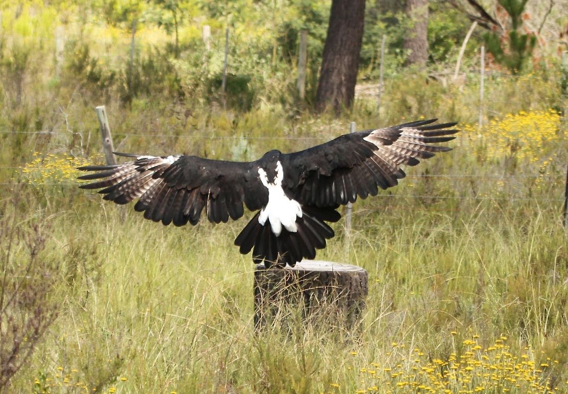 Verreaux's Eagle Showing the distinctive white &#039;V&#039; which distinguishes the Verreaux&#039;s eagle Aquila verreauxii,Geotagged,South Africa,Summer,Verreauxs Eagle