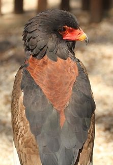 Bateleur  Bateleur,Geotagged,South Africa,Summer,Terathopius ecaudatus,birds,raptors,south africa