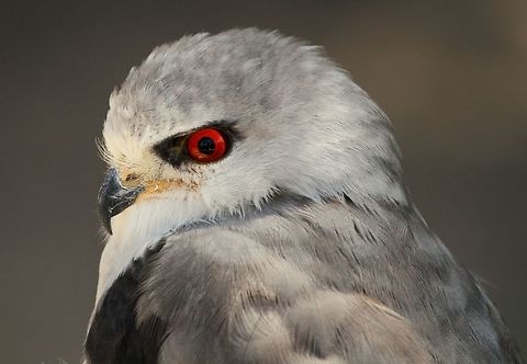 Black-winged Kite  Black-winged Kite,Elanus caeruleus,Geotagged,South Africa,Summer,birds,raptors,south africa