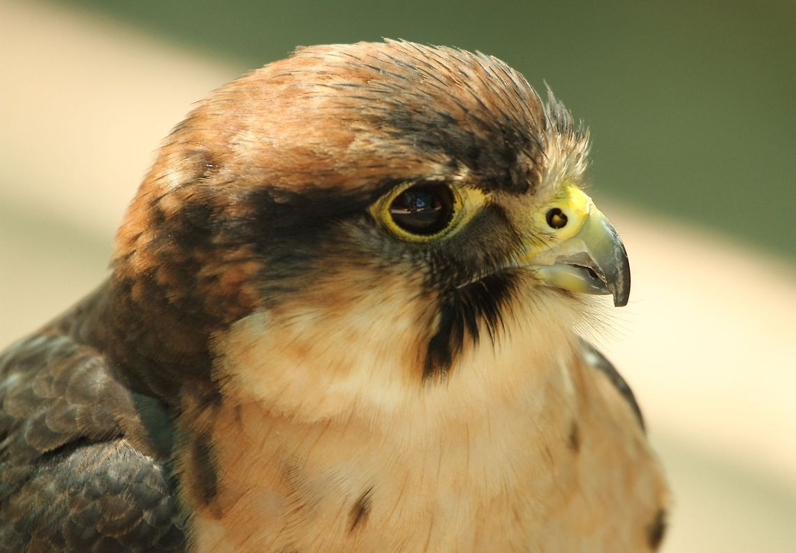 Kestrel Not 100% sure that this is a  rock kestrel, I shall have to check! Common Kestrel,Falco tinnunculus,Geotagged,South Africa,Summer,birds,raptors,south africa