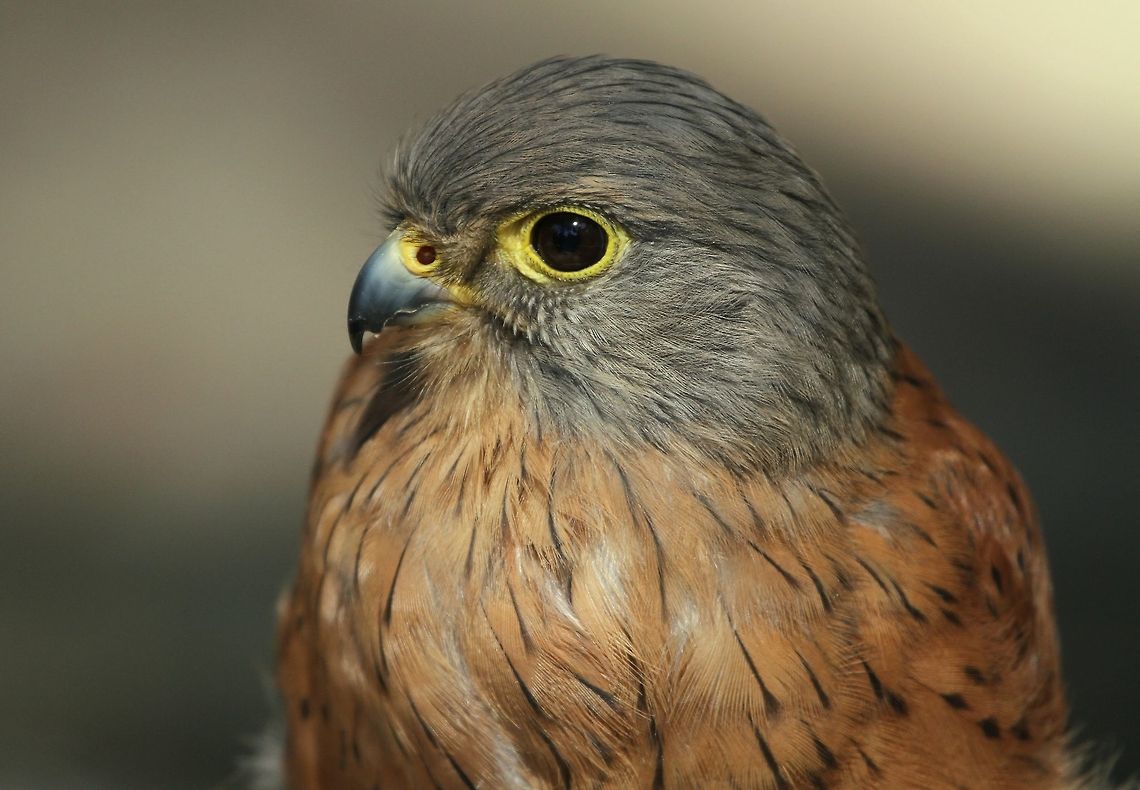 Rock Kestrel  Common Kestrel,Falco tinnunculus,Geotagged,South Africa,Summer,birds,raptors,south africa