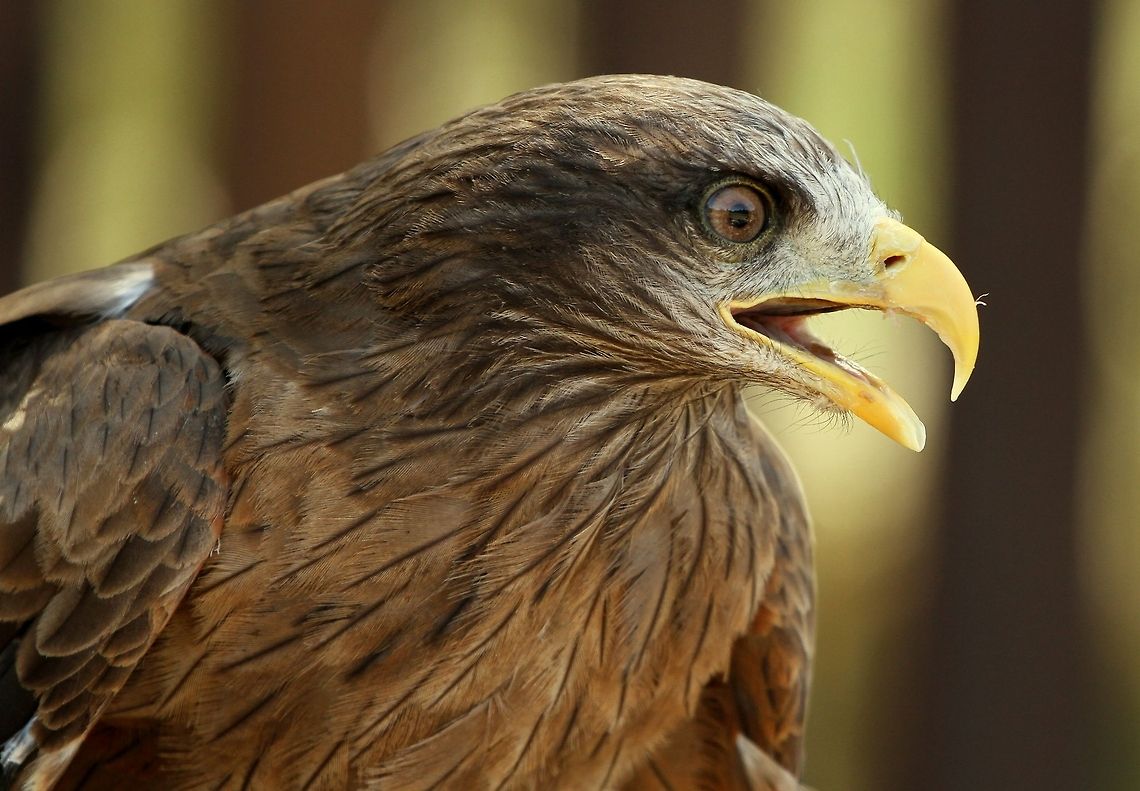 Yellow-billed kite  Geotagged,Milvus aegyptius,South Africa,Summer,Yellow-billed Kite,birds,raptors,south africa