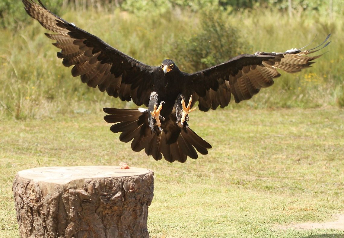 Coming in to land  Black Eagle,Geotagged,Ictinaetus malayensis,South Africa,Summer,birds,raptors,south africa